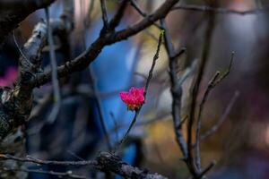 colorato rosa fiori fioritura nel piccolo villaggio prima tet Festival, Vietnam lunare anno. Visualizza di pesca rami e ciliegia fiori con vietnamita cibo per tet vacanza foto