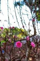 colorato rosa fiori fioritura nel piccolo villaggio prima tet Festival, Vietnam lunare anno. Visualizza di pesca rami e ciliegia fiori con vietnamita cibo per tet vacanza foto