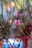 colorato rosa fiori fioritura nel piccolo villaggio prima tet Festival, Vietnam lunare anno. Visualizza di pesca rami e ciliegia fiori con vietnamita cibo per tet vacanza foto