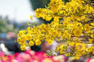 hoa Mai albero - ochna intero fiore, tradizionale lunare nuovo anno - tet vacanza nel Vietnam. albicocca fioritura luminosa giallo fiori nel il primavera giardino. foto