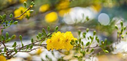 hoa Mai albero - ochna intero fiore, tradizionale lunare nuovo anno - tet vacanza nel Vietnam. albicocca fioritura luminosa giallo fiori nel il primavera giardino. foto