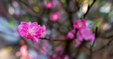 colorato rosa fiori fioritura nel piccolo villaggio prima tet Festival, Vietnam lunare anno. Visualizza di pesca rami e ciliegia fiori con vietnamita cibo per tet vacanza foto