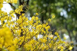 hoa Mai albero - ochna intero fiore, tradizionale lunare nuovo anno - tet vacanza nel Vietnam. albicocca fioritura luminosa giallo fiori nel il primavera giardino. foto