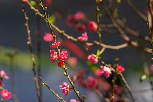 colorato rosa fiori fioritura nel piccolo villaggio prima tet Festival, Vietnam lunare anno. Visualizza di pesca rami e ciliegia fiori con vietnamita cibo per tet vacanza foto