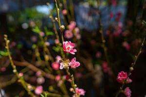 colorato rosa fiori fioritura nel piccolo villaggio prima tet Festival, Vietnam lunare anno. Visualizza di pesca rami e ciliegia fiori con vietnamita cibo per tet vacanza foto