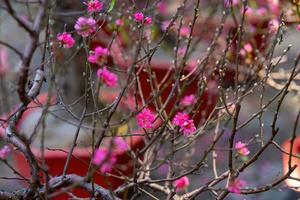 colorato rosa fiori fioritura nel piccolo villaggio prima tet Festival, Vietnam lunare anno. Visualizza di pesca rami e ciliegia fiori con vietnamita cibo per tet vacanza foto