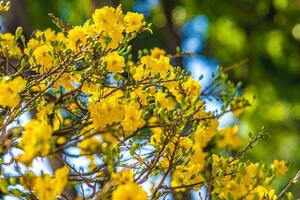 hoa Mai albero - ochna intero fiore, tradizionale lunare nuovo anno - tet vacanza nel Vietnam. albicocca fioritura luminosa giallo fiori nel il primavera giardino. foto