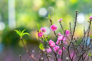 colorato rosa fiori fioritura nel piccolo villaggio prima tet Festival, Vietnam lunare anno. Visualizza di pesca rami e ciliegia fiori con vietnamita cibo per tet vacanza foto