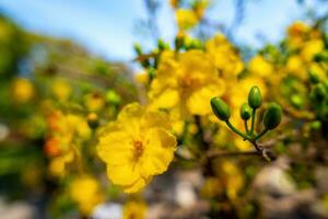 hoa Mai albero - ochna intero fiore, tradizionale lunare nuovo anno - tet vacanza nel Vietnam. albicocca fioritura luminosa giallo fiori nel il primavera giardino. foto