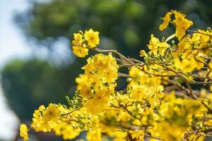 hoa Mai albero - ochna intero fiore, tradizionale lunare nuovo anno - tet vacanza nel Vietnam. albicocca fioritura luminosa giallo fiori nel il primavera giardino. foto