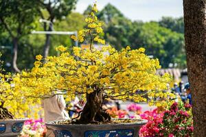 hoa Mai albero - ochna intero fiore, tradizionale lunare nuovo anno - tet vacanza nel Vietnam. albicocca fioritura luminosa giallo fiori nel il primavera giardino. foto