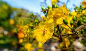 hoa Mai albero - ochna intero fiore, tradizionale lunare nuovo anno - tet vacanza nel Vietnam. albicocca fioritura luminosa giallo fiori nel il primavera giardino. foto