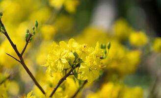 hoa Mai albero - ochna intero fiore, tradizionale lunare nuovo anno - tet vacanza nel Vietnam. albicocca fioritura luminosa giallo fiori nel il primavera giardino. foto