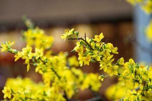 hoa Mai albero - ochna intero fiore, tradizionale lunare nuovo anno - tet vacanza nel Vietnam. albicocca fioritura luminosa giallo fiori nel il primavera giardino. foto