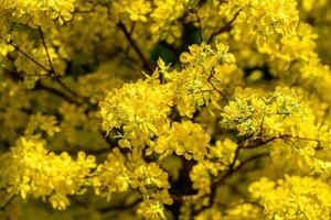 hoa Mai albero - ochna intero fiore, tradizionale lunare nuovo anno - tet vacanza nel Vietnam. albicocca fioritura luminosa giallo fiori nel il primavera giardino. foto