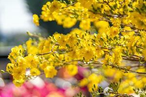 hoa Mai albero - ochna intero fiore, tradizionale lunare nuovo anno - tet vacanza nel Vietnam. albicocca fioritura luminosa giallo fiori nel il primavera giardino. foto