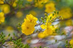 hoa Mai albero - ochna intero fiore, tradizionale lunare nuovo anno - tet vacanza nel Vietnam. albicocca fioritura luminosa giallo fiori nel il primavera giardino. foto