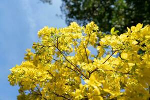 hoa Mai albero - ochna intero fiore, tradizionale lunare nuovo anno - tet vacanza nel Vietnam. albicocca fioritura luminosa giallo fiori nel il primavera giardino. foto