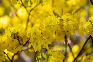 hoa Mai albero - ochna intero fiore, tradizionale lunare nuovo anno - tet vacanza nel Vietnam. albicocca fioritura luminosa giallo fiori nel il primavera giardino. foto