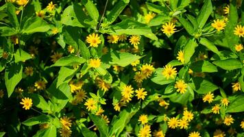 natura giallo fiore e foglia foto