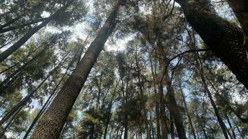 il denso e bellissimo pino foresta fa il atmosfera freddo e confortevole su piccante, soleggiato giorni foto