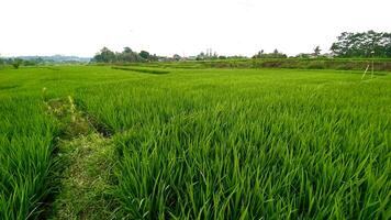 distesa di verde riso impianti nel il riso i campi nel montagnoso le zone foto