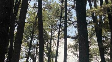 il denso e bellissimo pino foresta fa il atmosfera freddo e confortevole su piccante, soleggiato giorni foto