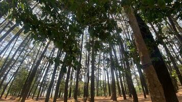 il denso e bellissimo pino foresta fa il atmosfera freddo e confortevole su piccante, soleggiato giorni foto