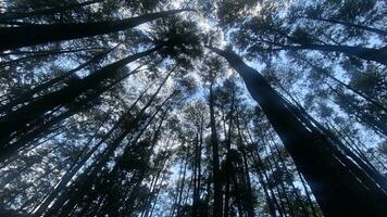il denso e bellissimo pino foresta fa il atmosfera freddo e confortevole su piccante, soleggiato giorni foto