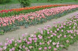 trama di un campo di tulipani fioriti multicolori foto