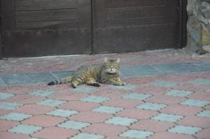 il gatto giace e riposa su una piastrella di pietra foto