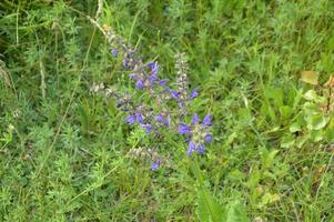 vari fiori di campo sbocciati con l'erba foto