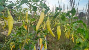 chili impianti nel il giardino siamo verdure Usato come un' speziato cucinando Spezia foto