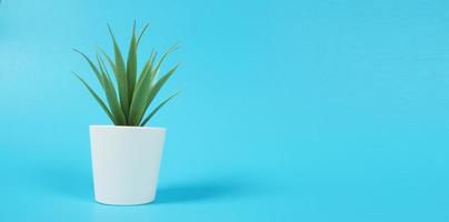 piante di cactus artificiali o plastica o albero finto su sfondo blu.è isolato