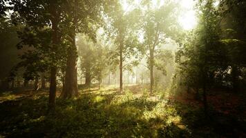 vista panoramica della maestosa foresta sempreverde in una nebbia mattutina foto