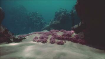 superficiale oceano pavimento con corallo scogliera e pesce foto