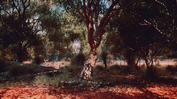 savana prato e il foresta foto