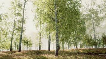 tramonto o alba nel un' primavera betulla foresta con luminosa giovane fogliame foto