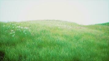 paesaggio Visualizza di verde erba su pendenza foto