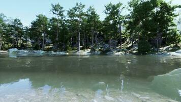 blu acqua nel un' foresta lago con pino alberi foto