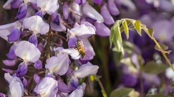 primo piano di fiori di glicine viola e ape, crimea. foto