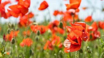 incredibile prato di papaveri selvatici in fiore nella Crimea centrale. foto