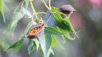 baccelli del seme di brachychiton populneus sull'albero, israele foto