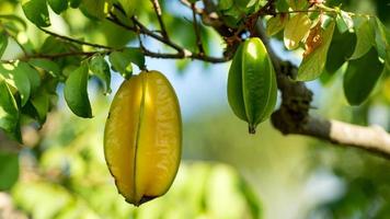 Close-up di carambola starfruit che cresce sul ramo con foglie verdi, israele foto