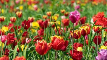 Prato di tulipani multicolori vicino a Krasnodar, in Russia foto