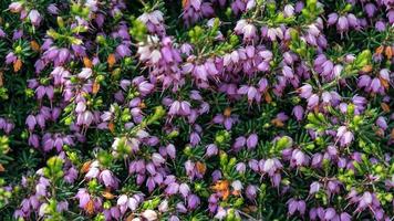 fantastico fiore di erica in crimea foto