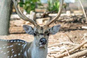 Close-up spotted chital deer in un parco yarkon tel aviv, israele foto