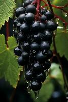 ai generato rosso vino uva varietà di pinot noir foto