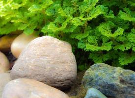 freschezza selaginella coinvolge felce su roccia di fiume
