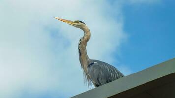 grande blu airone vicino su, un adulto bianca cicogna guardare attraverso il cielo su il tetto, ciconiidae famiglia, ciconiiformes. foto